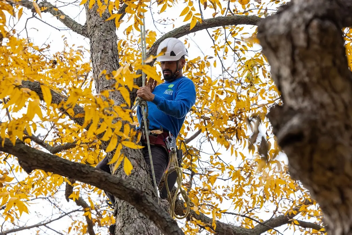 Skilled Tree Trimming crew working in Chaumont