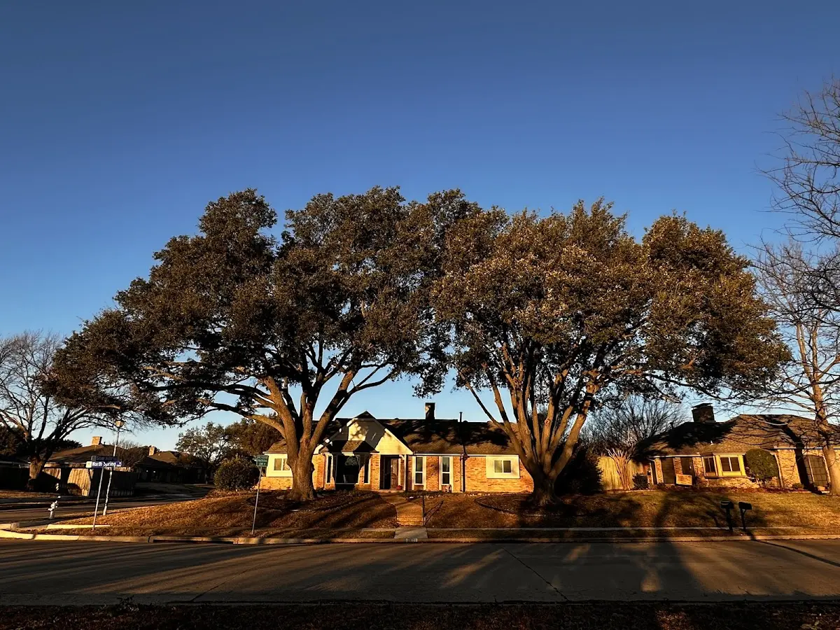 Established residential canopy tree shading a home in Chaumont